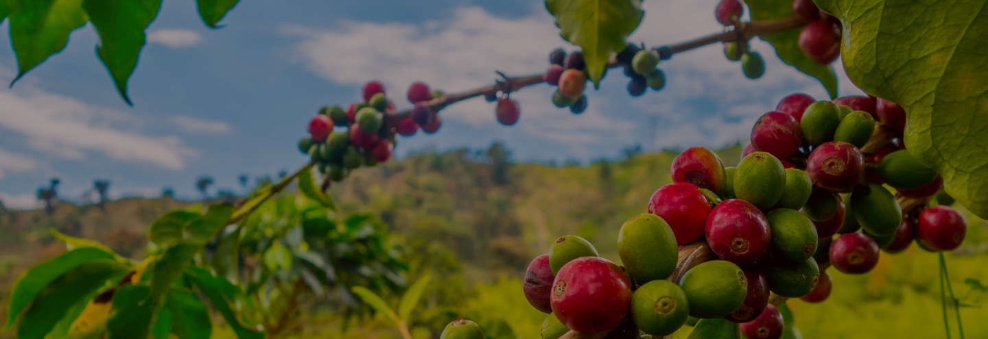 Image of coffee berries ripening